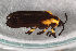  (Odontota scapularis - CSE4174)  @12 [ ] CreativeCommons  Attribution Share-Alike (by-sa) 4.0 (2017) Unspecified Zoologisches Forschungsmuseum Alexander Koenig