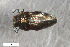  ( - CSE4192)  @12 [ ] CreativeCommons  Attribution Share-Alike (by-sa) 4.0 (2017) Unspecified Zoologisches Forschungsmuseum Alexander Koenig