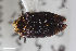  ( - CSE1072)  @11 [ ] CreativeCommons  Attribution Share-Alike (by-sa) 4.0 (2017) Unspecified Zoologisches Forschungsmuseum Alexander Koenig