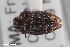  ( - CSE1077.2)  @11 [ ] CreativeCommons  Attribution Share-Alike (by-sa) 4.0 (2017) Unspecified Zoologisches Forschungsmuseum Alexander Koenig