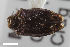  ( - CSE1077.3)  @11 [ ] CreativeCommons  Attribution Share-Alike (by-sa) 4.0 (2017) Unspecified Zoologisches Forschungsmuseum Alexander Koenig