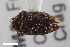  ( - CSE1077.4)  @11 [ ] CreativeCommons  Attribution Share-Alike (by-sa) 4.0 (2017) Unspecified Zoologisches Forschungsmuseum Alexander Koenig