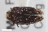  ( - CSE1077.5)  @11 [ ] CreativeCommons  Attribution Share-Alike (by-sa) 4.0 (2017) Unspecified Zoologisches Forschungsmuseum Alexander Koenig