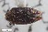  ( - CSE1077.7)  @11 [ ] CreativeCommons  Attribution Share-Alike (by-sa) 4.0 (2017) Unspecified Zoologisches Forschungsmuseum Alexander Koenig