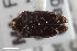  ( - CSE1077.8)  @11 [ ] CreativeCommons  Attribution Share-Alike (by-sa) 4.0 (2017) Unspecified Zoologisches Forschungsmuseum Alexander Koenig