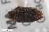  ( - CSE1077.9)  @11 [ ] CreativeCommons  Attribution Share-Alike (by-sa) 4.0 (2017) Unspecified Zoologisches Forschungsmuseum Alexander Koenig