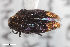  ( - CSE1094)  @11 [ ] CreativeCommons  Attribution Share-Alike (by-sa) 4.0 (2017) Unspecified Zoologisches Forschungsmuseum Alexander Koenig