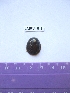  (Patella pellucida - LMBV15-001)  @13 [ ] Unspecified (default): All Rights Reserved  Unspecified Unspecified