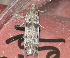  ( - BIOUG01046-C11)  @12 [ ] CreativeCommons - Attribution (2011) CBG Photography Group Centre for Biodiversity Genomics