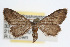  ( - RBMIS-0032)  @13 [ ] CreativeCommons - Attribution (2009) Unspecified Centre for Biodiversity Genomics