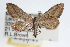  ( - RBMIS-0033)  @13 [ ] CreativeCommons - Attribution (2009) Unspecified Centre for Biodiversity Genomics