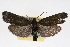  ( - RBMIS-0087)  @13 [ ] CreativeCommons - Attribution (2009) Unspecified Centre for Biodiversity Genomics