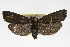  ( - RBMIS-0089)  @14 [ ] CreativeCommons - Attribution (2009) Unspecified Centre for Biodiversity Genomics