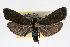  ( - RBMIS-0092)  @13 [ ] CreativeCommons - Attribution (2009) Unspecified Centre for Biodiversity Genomics