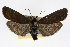  (Cydosia majuscula - RBMIS-0093)  @15 [ ] CreativeCommons - Attribution (2009) Unspecified Centre for Biodiversity Genomics