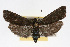  ( - RBMIS-0094)  @15 [ ] CreativeCommons - Attribution (2009) Unspecified Centre for Biodiversity Genomics