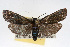  ( - RBMIS-0095)  @13 [ ] CreativeCommons - Attribution (2009) Unspecified Centre for Biodiversity Genomics