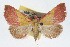  ( - RBMIS-0115)  @14 [ ] CreativeCommons - Attribution (2009) Unspecified Centre for Biodiversity Genomics
