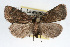  ( - RBMIS-0130)  @14 [ ] CreativeCommons - Attribution (2009) Unspecified Centre for Biodiversity Genomics