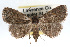  ( - RBMIS-0147)  @13 [ ] CreativeCommons - Attribution (2009) Unspecified Centre for Biodiversity Genomics