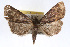  (Idia lubricalis - RBMIS-0150)  @15 [ ] CreativeCommons - Attribution (2009) Unspecified Centre for Biodiversity Genomics