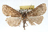  ( - RBMIS-0151)  @14 [ ] CreativeCommons - Attribution (2009) Unspecified Centre for Biodiversity Genomics