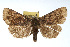  ( - RBMIS-0152)  @13 [ ] CreativeCommons - Attribution (2009) Unspecified Centre for Biodiversity Genomics
