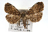  (Idia majoralis - RBMIS-0153)  @14 [ ] CreativeCommons - Attribution (2009) Unspecified Centre for Biodiversity Genomics