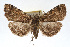  ( - RBMIS-0155)  @13 [ ] CreativeCommons - Attribution (2009) Unspecified Centre for Biodiversity Genomics