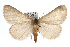  (Idia - RBMIS-0160)  @16 [ ] CreativeCommons - Attribution (2009) Unspecified Centre for Biodiversity Genomics