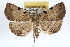  (Zanclognatha nr. lituralis - RBMIS-0167)  @13 [ ] CreativeCommons - Attribution (2009) Unspecified Centre for Biodiversity Genomics