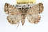  ( - RBMIS-0175)  @14 [ ] CreativeCommons - Attribution (2009) Unspecified Centre for Biodiversity Genomics