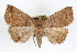  ( - RBMIS-0203)  @11 [ ] CreativeCommons - Attribution (2009) Unspecified Centre for Biodiversity Genomics