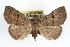  ( - RBMIS-0207)  @13 [ ] CreativeCommons - Attribution (2009) Unspecified Centre for Biodiversity Genomics