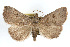  ( - RBMIS-0208)  @11 [ ] CreativeCommons - Attribution (2009) Unspecified Centre for Biodiversity Genomics