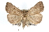  (Chytolita - RBMIS-0209)  @16 [ ] CreativeCommons - Attribution (2009) Unspecified Centre for Biodiversity Genomics