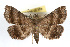  (Phalaenostola - RBMIS-0233)  @15 [ ] CreativeCommons - Attribution (2009) Unspecified Centre for Biodiversity Genomics