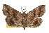  (Phalaenostola - RBMIS-0236)  @15 [ ] CreativeCommons - Attribution (2009) Unspecified Centre for Biodiversity Genomics