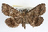  ( - RBMIS-0240)  @13 [ ] CreativeCommons - Attribution (2009) Unspecified Centre for Biodiversity Genomics