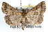  (Tetanolita floridana - RBMIS-0247)  @15 [ ] CreativeCommons - Attribution (2009) Unspecified Centre for Biodiversity Genomics