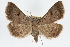  (Bleptina caradrinalis - RBMIS-0266)  @15 [ ] CreativeCommons - Attribution (2009) Unspecified Centre for Biodiversity Genomics