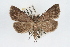  ( - RBMIS-0276)  @13 [ ] CreativeCommons - Attribution (2009) Unspecified Centre for Biodiversity Genomics