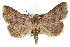  (Bleptina sangamonia - RBMIS-0277)  @15 [ ] CreativeCommons - Attribution (2009) Unspecified Centre for Biodiversity Genomics