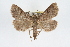  ( - RBMIS-0278)  @13 [ ] CreativeCommons - Attribution (2009) Unspecified Centre for Biodiversity Genomics