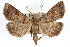  ( - RBMIS-0279)  @14 [ ] CreativeCommons - Attribution (2009) Unspecified Centre for Biodiversity Genomics