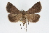  ( - RBMIS-0281)  @14 [ ] CreativeCommons - Attribution (2009) Unspecified Centre for Biodiversity Genomics