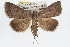  ( - RBMIS-0284)  @14 [ ] CreativeCommons - Attribution (2009) Unspecified Centre for Biodiversity Genomics