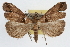  ( - RBMIS-0305)  @14 [ ] CreativeCommons - Attribution (2009) Unspecified Centre for Biodiversity Genomics