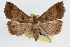  ( - RBMIS-0306)  @15 [ ] CreativeCommons - Attribution (2009) Unspecified Centre for Biodiversity Genomics