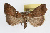  (Lascoria ambigualis - RBMIS-0307)  @15 [ ] CreativeCommons - Attribution (2009) Unspecified Centre for Biodiversity Genomics